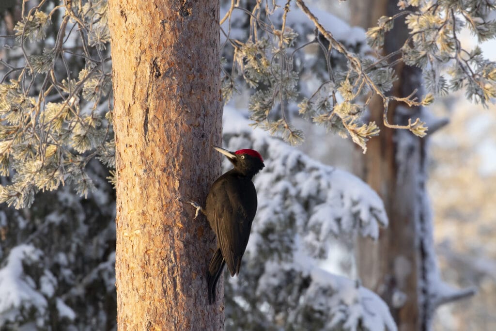 woodpecker drilling a hole