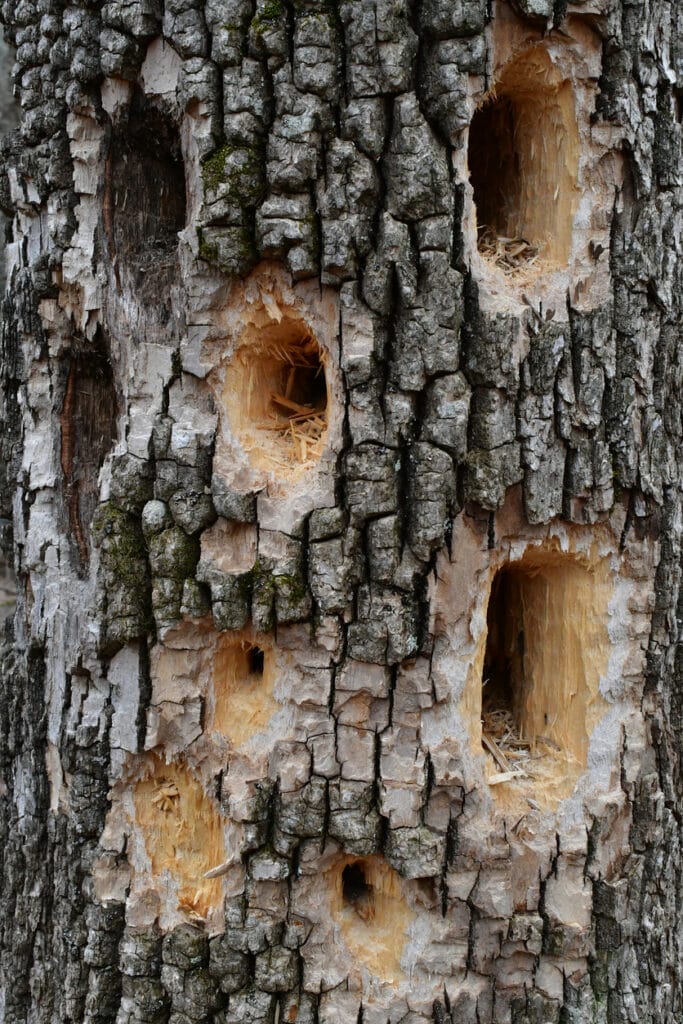 woodpecker holes