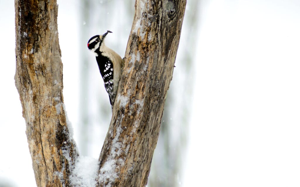 woodpecker storing food