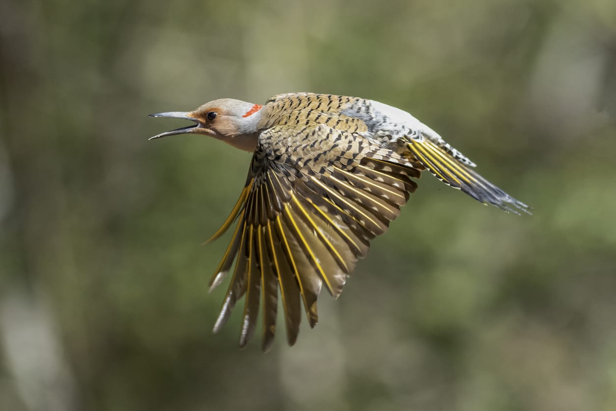 What Do Woodpeckers Do in the Winter? A Comprehensive Guide