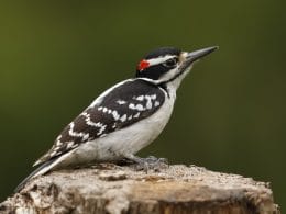 woodpeckers in Colorado