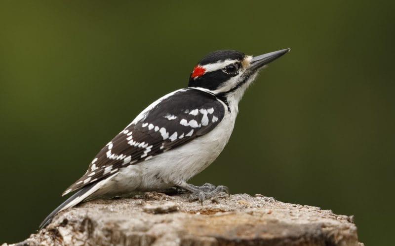 woodpeckers in Colorado