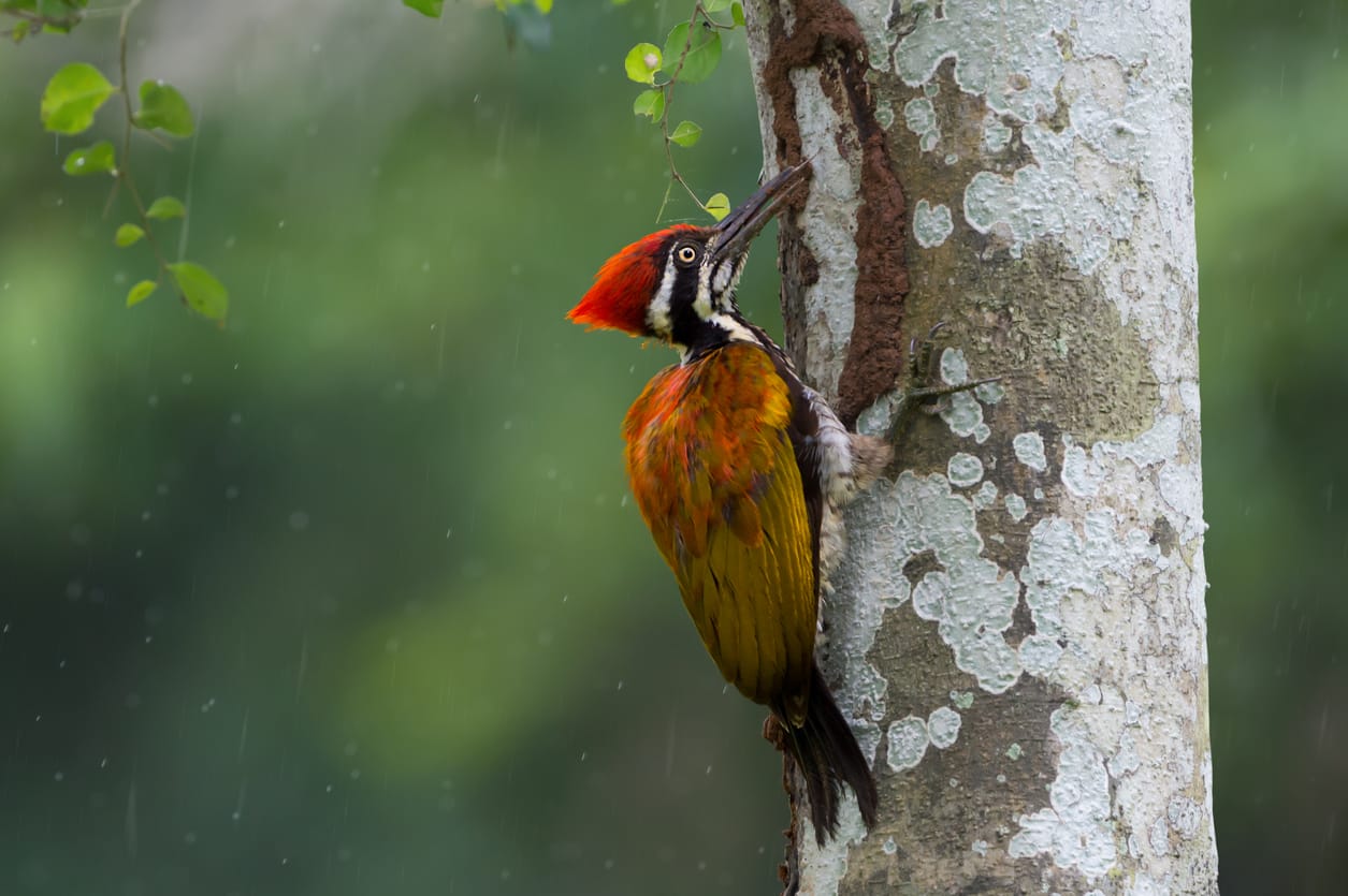 woodpeckers in Connecticut