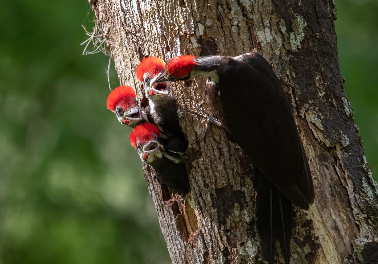 woodpeckers in Florida