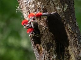 woodpeckers in Florida