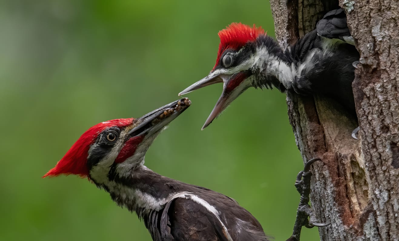 Woodpeckers in Illinois Top 7 Most Common Species with Pictures
