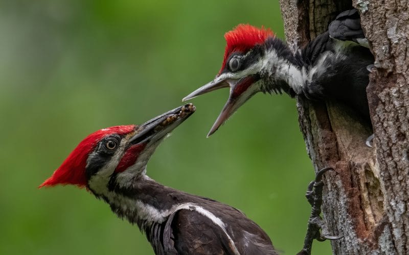 woodpeckers in Illinois