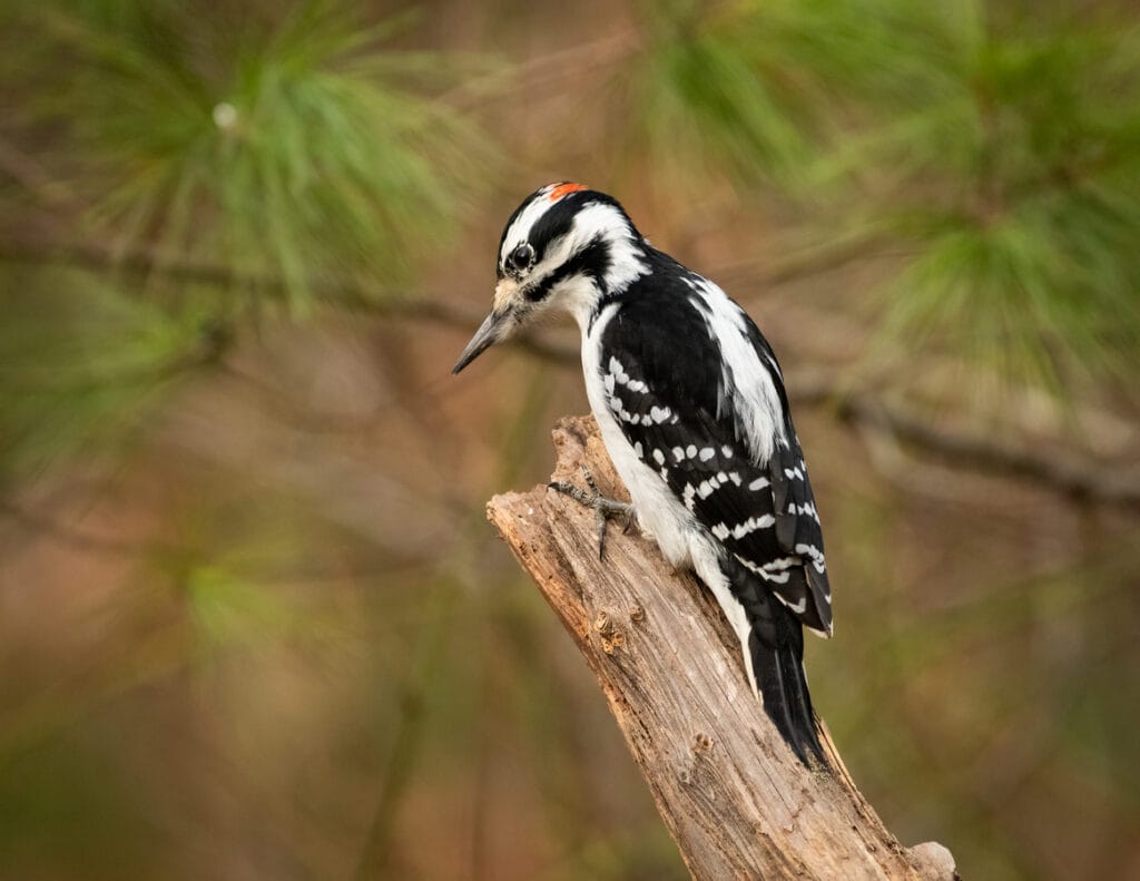 hairy woodpecker in iowa