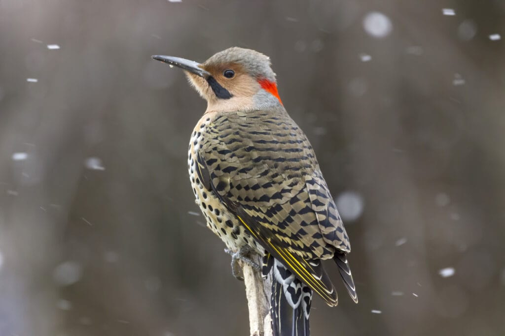 northern flicker perched