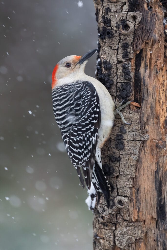 red bellied woodpecker singing