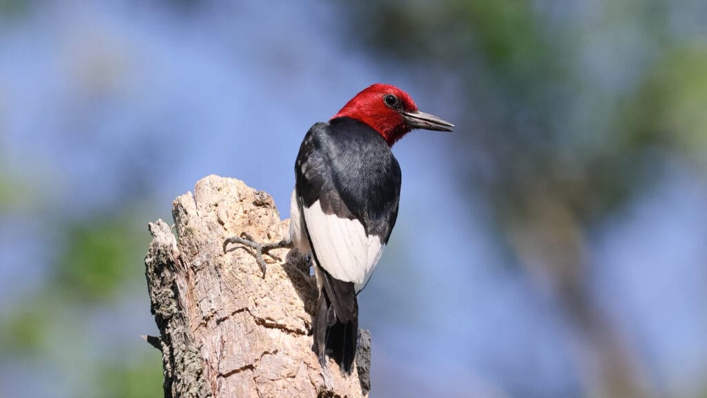 red-headed woodpecker