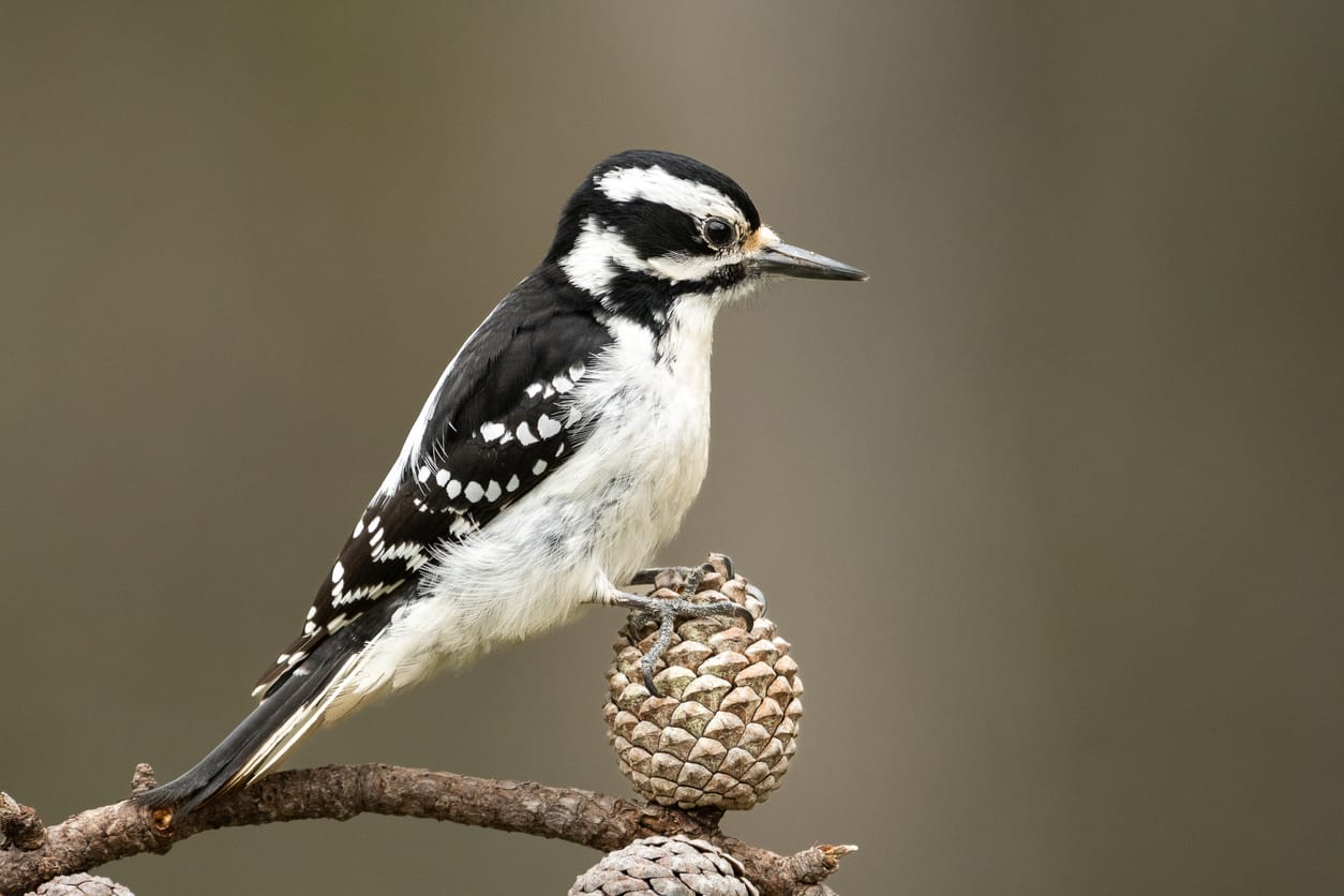 Woodpeckers in Indiana: Top 7 Species with Pictures