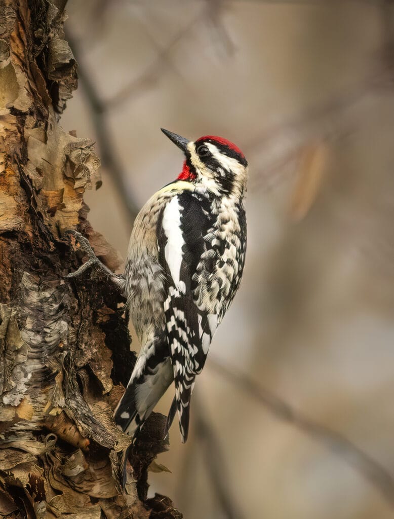 yellow-bellied sapsucker feeding