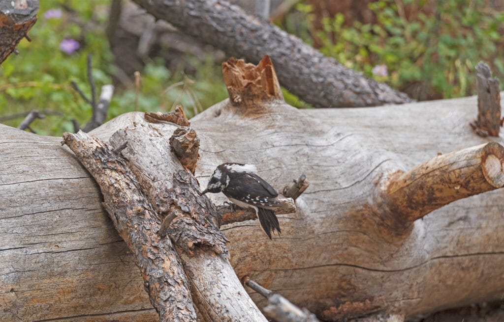 Three Toed Woodpecker Reaching for Food in a Log
