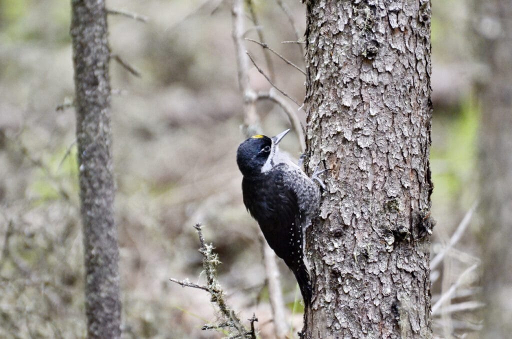Black-Backed Woodpecker in Michigan