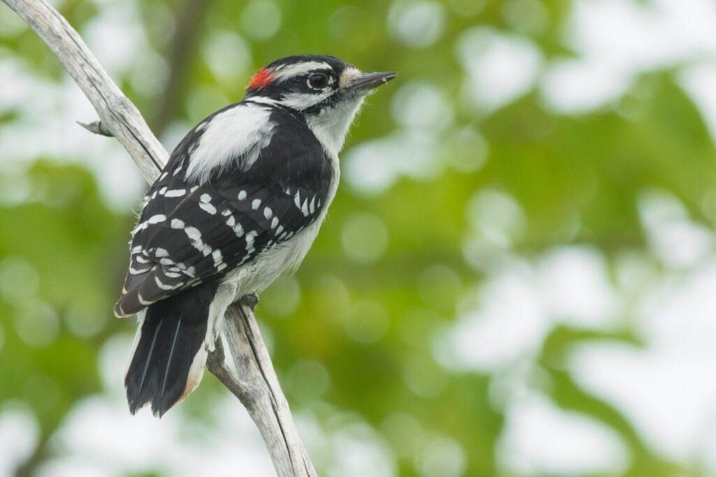 downy woodpecker close up