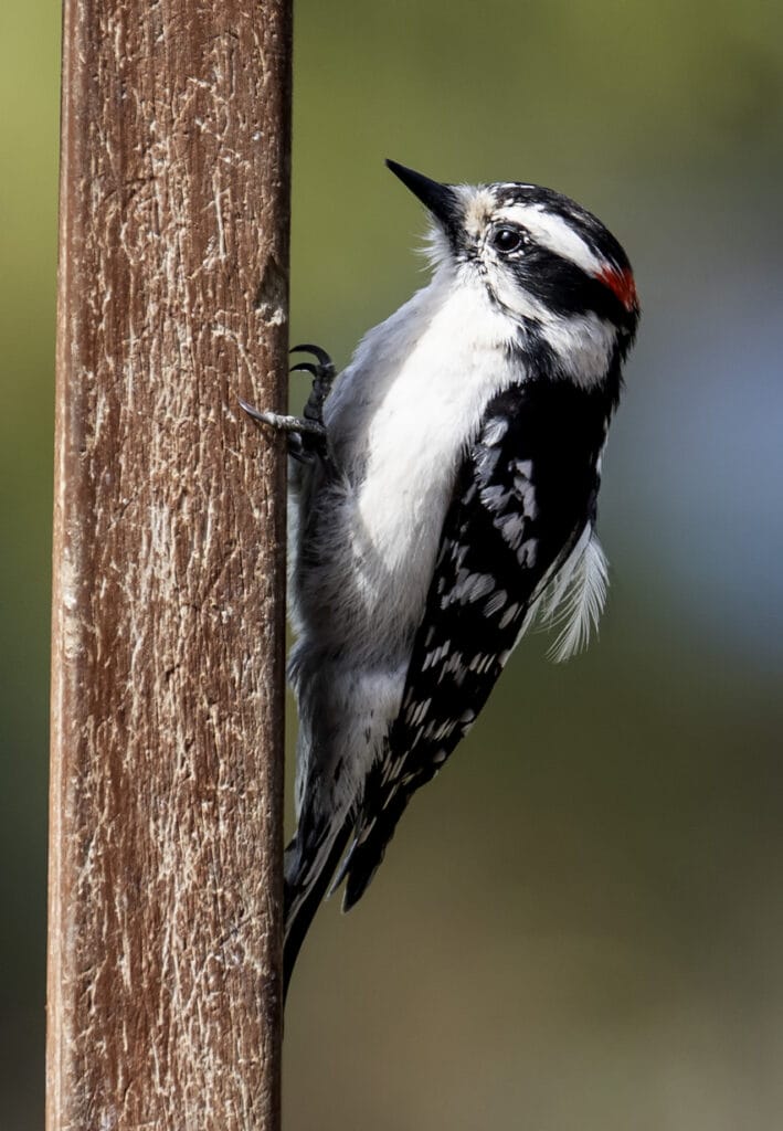 downy woodpecker on fence