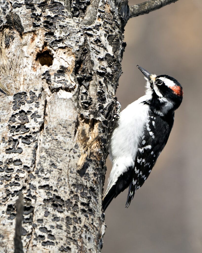 downy woodpecker on trunk