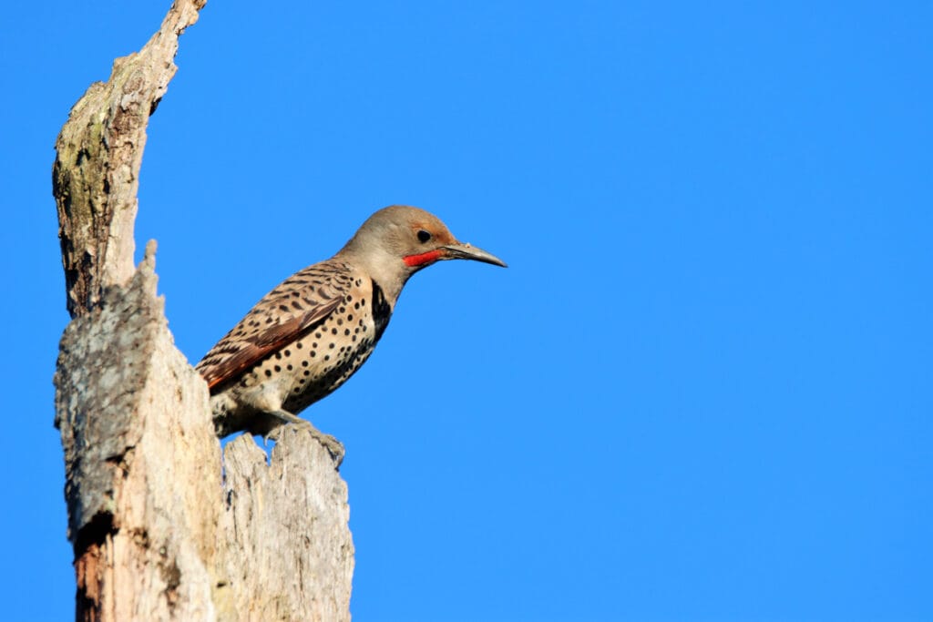 male northern flicker