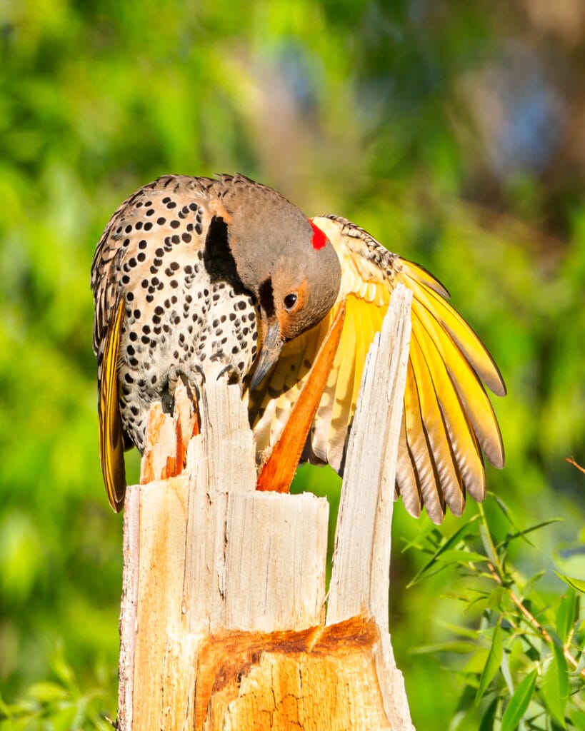 northern flicker in sunlight