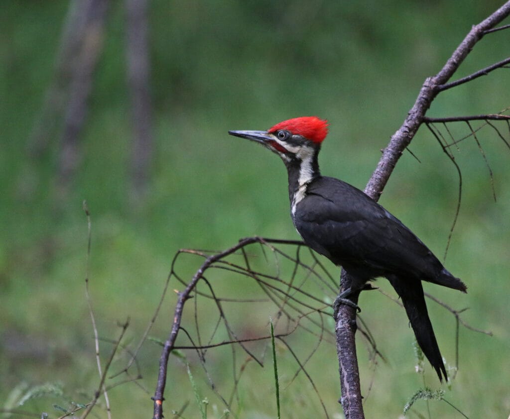 Pileated Woodpecker Side-view