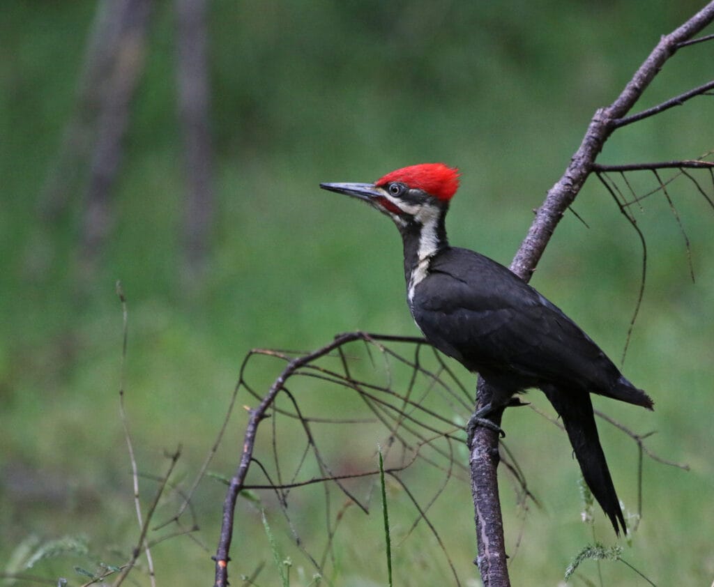 pileated woodpecker on ground