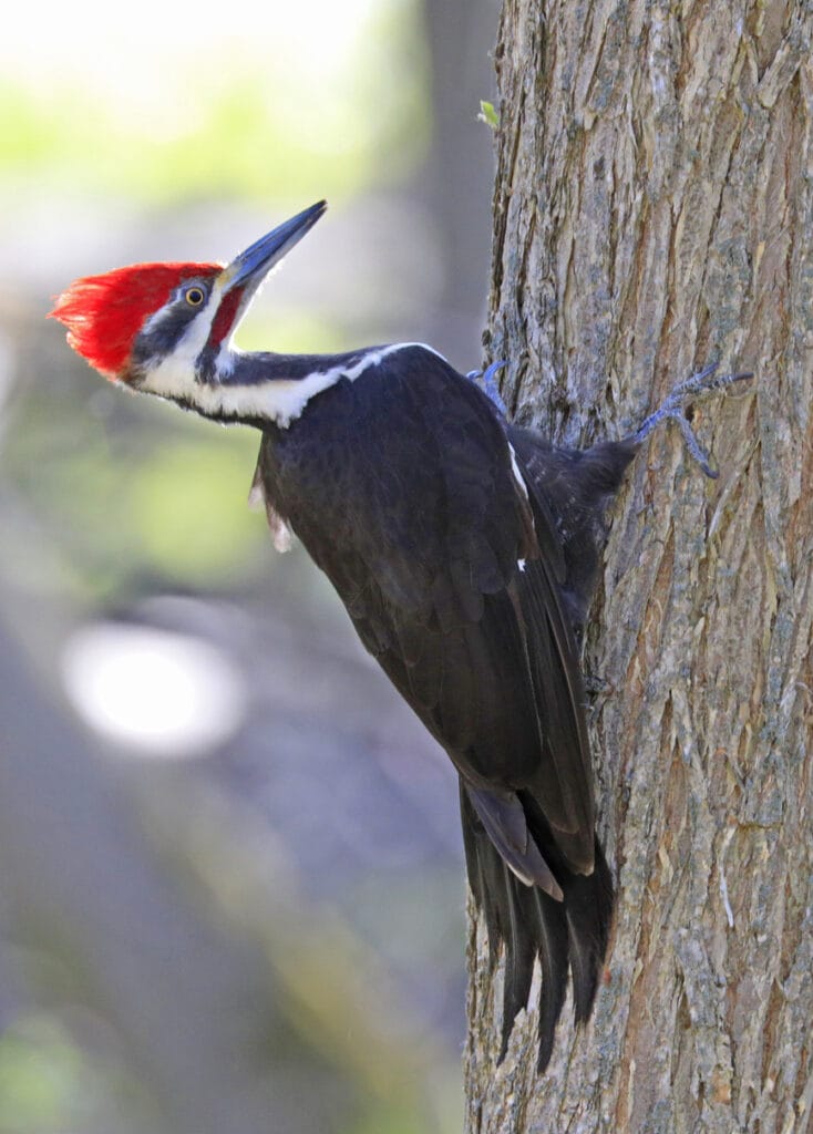 pileated woodpecker on tree