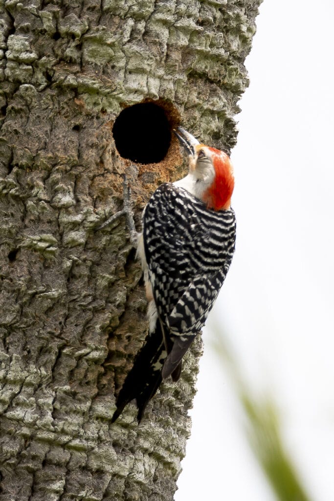 red bellied woodpecker on trunk