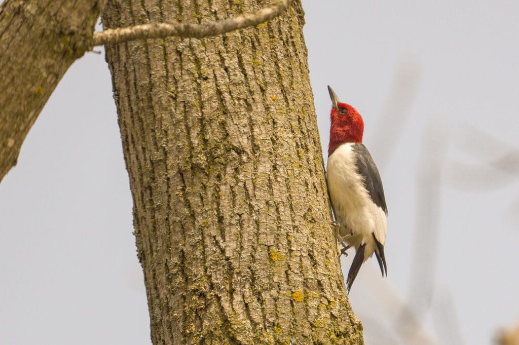 red headed woodpecker feeding