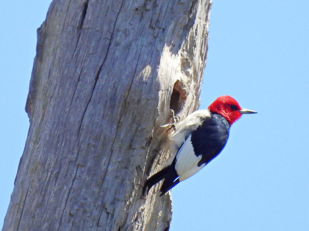red headed woodpecker in minnesota