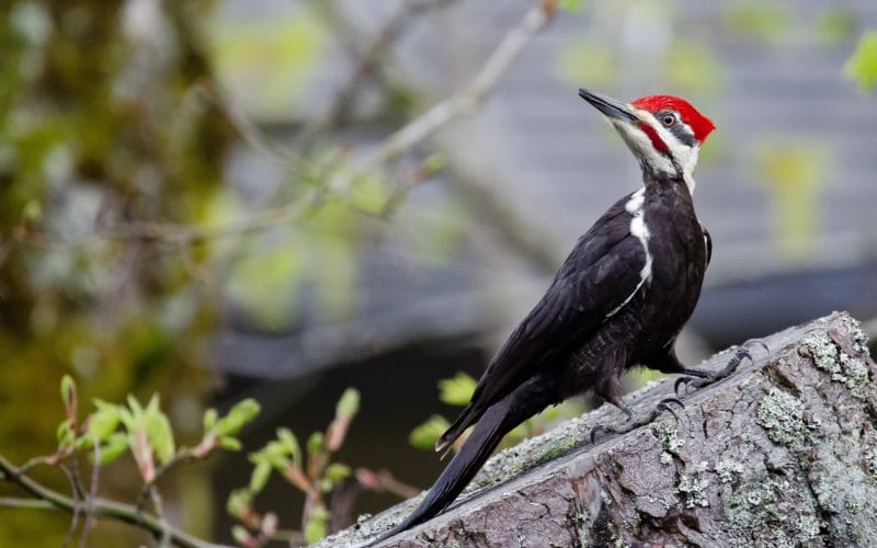 woodpeckers in Maryland