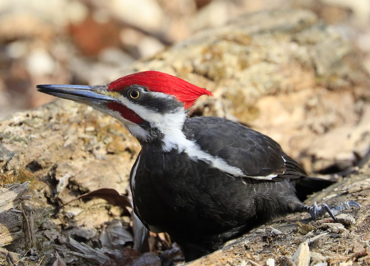 Woodpeckers in Massachusetts: Top 7 Species with Pictures