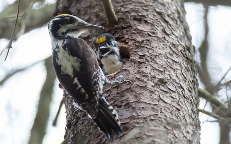 woodpeckers in Michigan