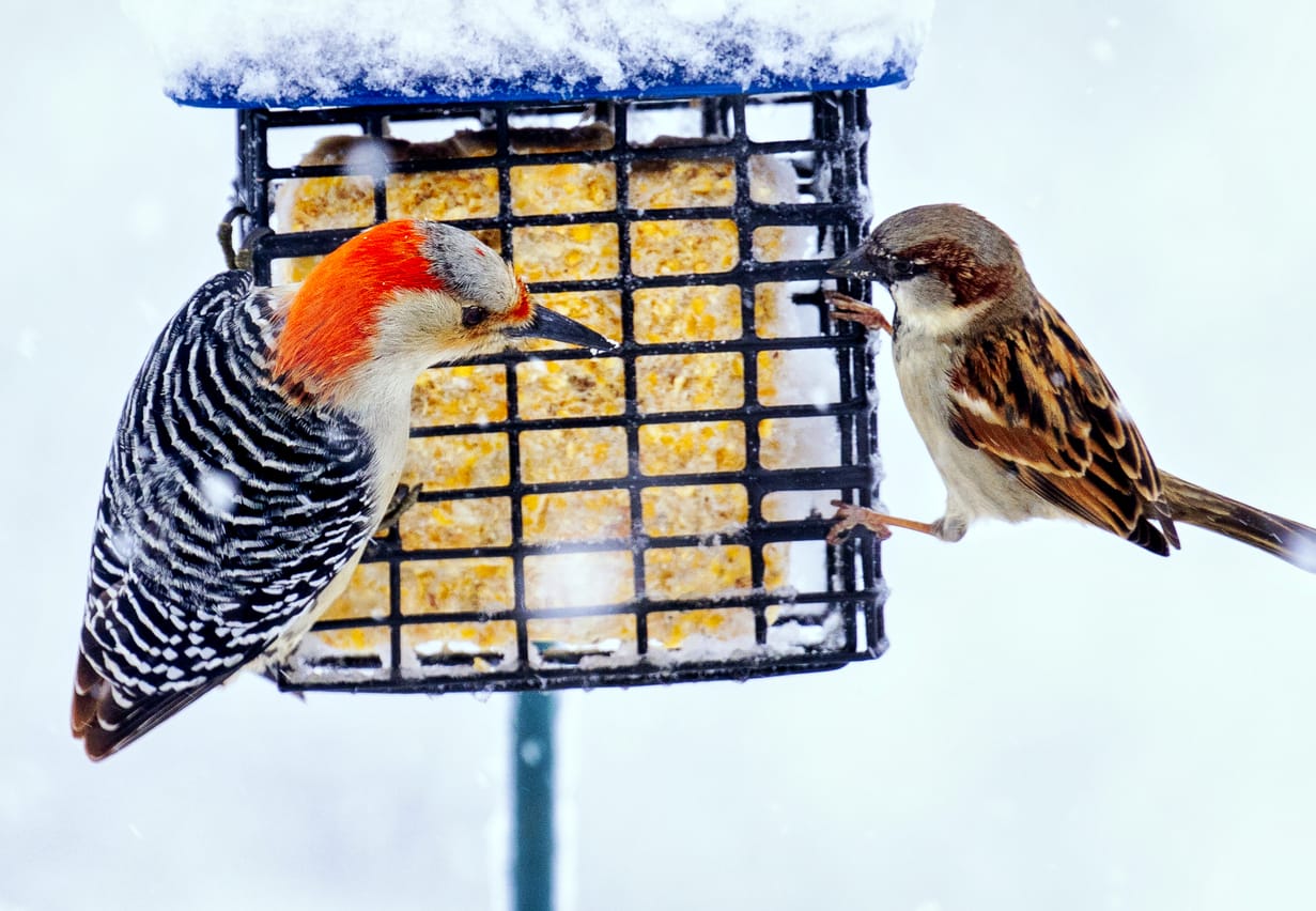 woodpeckers in minnesota
