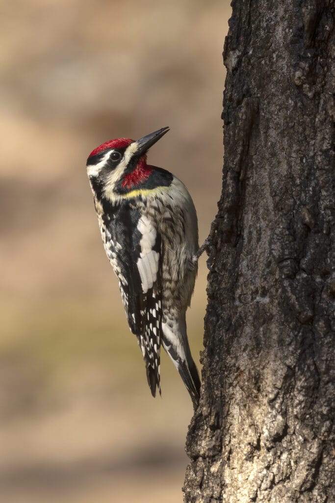 yellow-bellied sapsucker close up