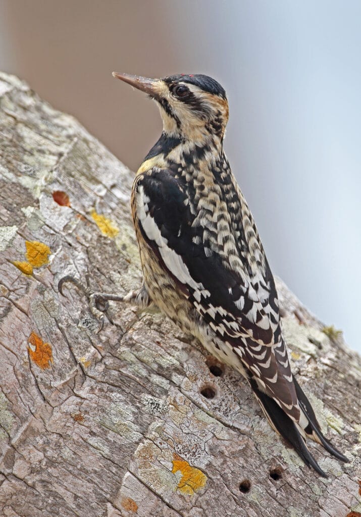 yellow bellied sapsucker in massachusetts