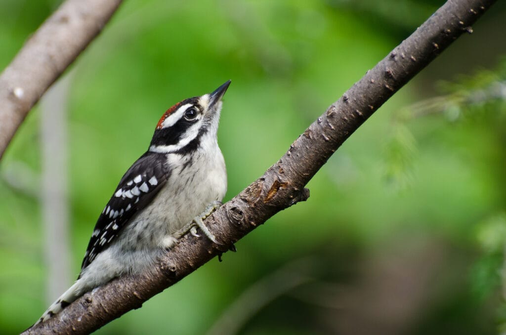 young hairy woodpecker