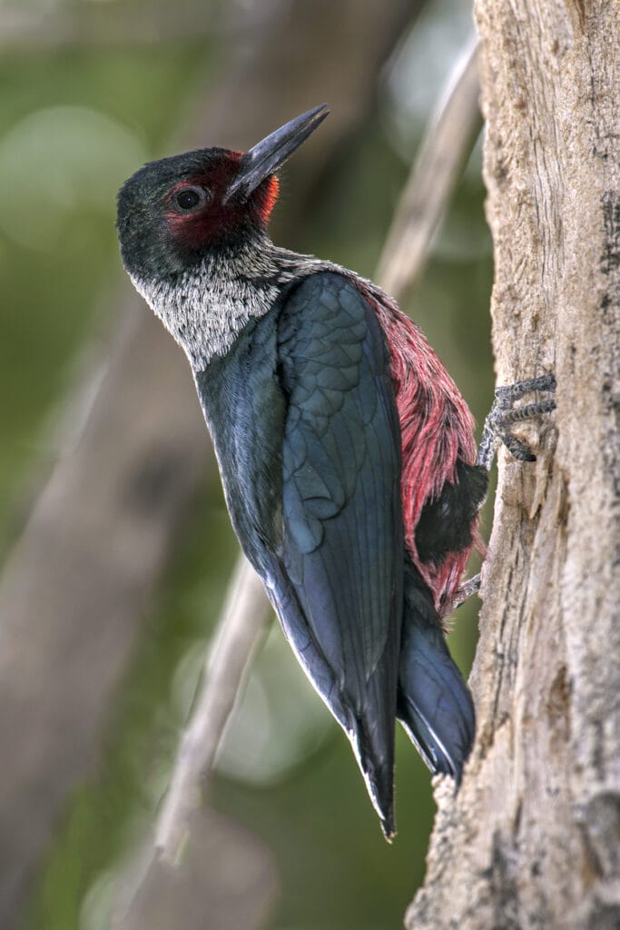 Lewis’s Woodpecker on tree