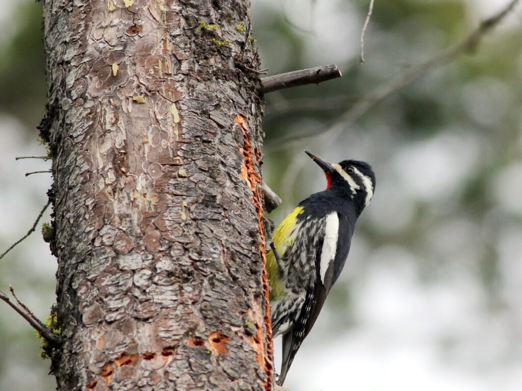 Male Williamson's Sapsucker