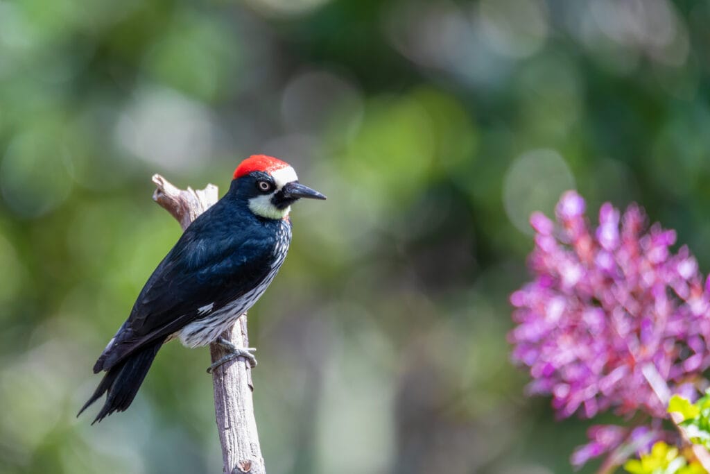 acorn woodpecker close up