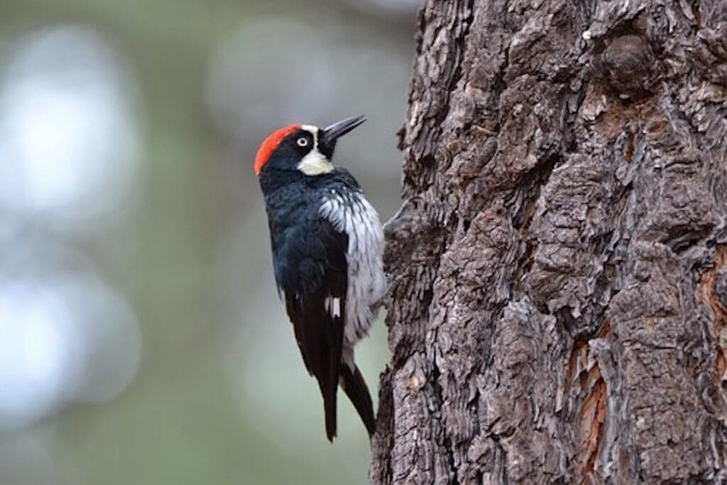 acorn woodpecker on a tree