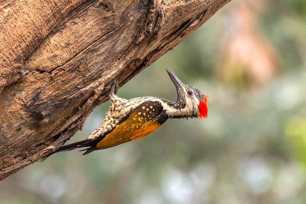 Woodpeckers in New Jersey: 11 Most Common with Pictures