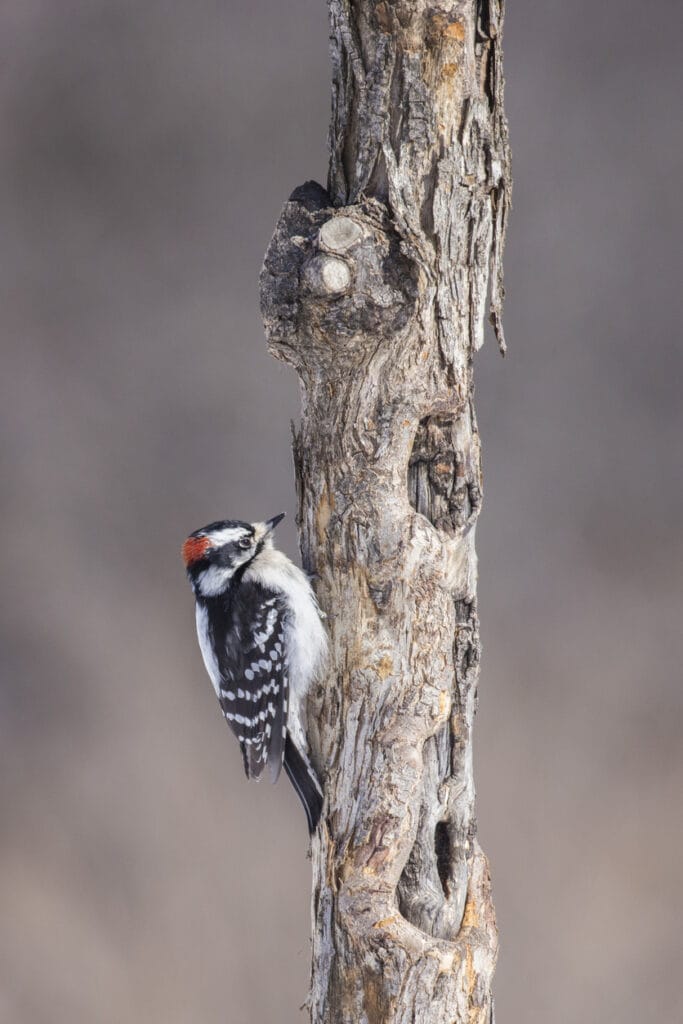 downy woodpecker portrait