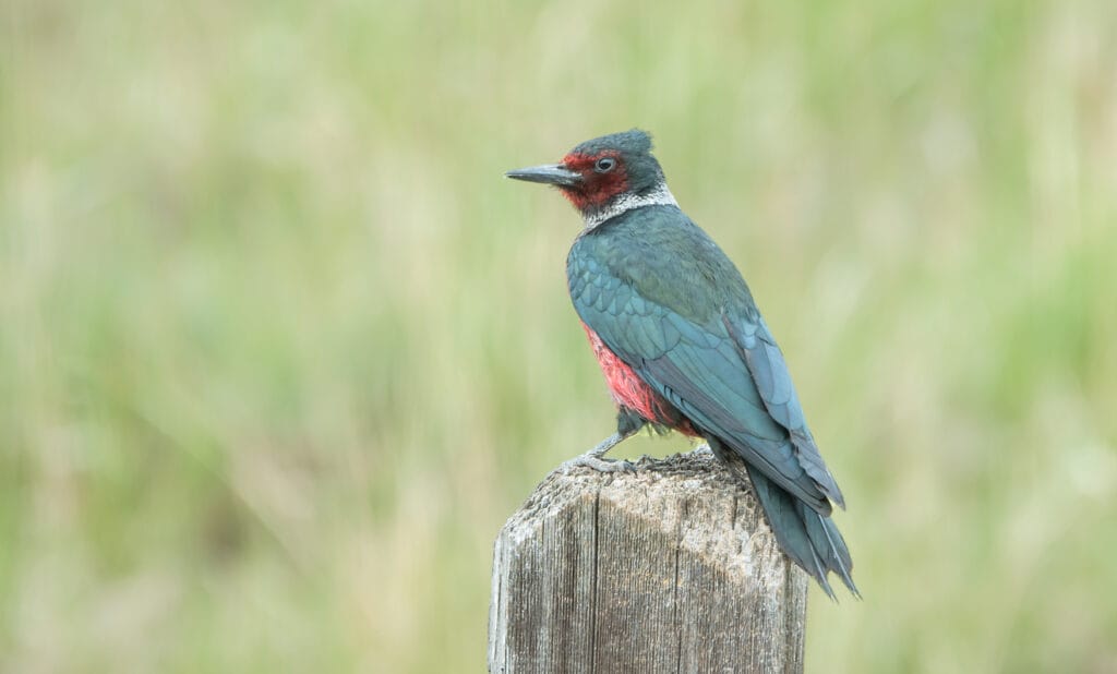 lewis woodpecker on a fence