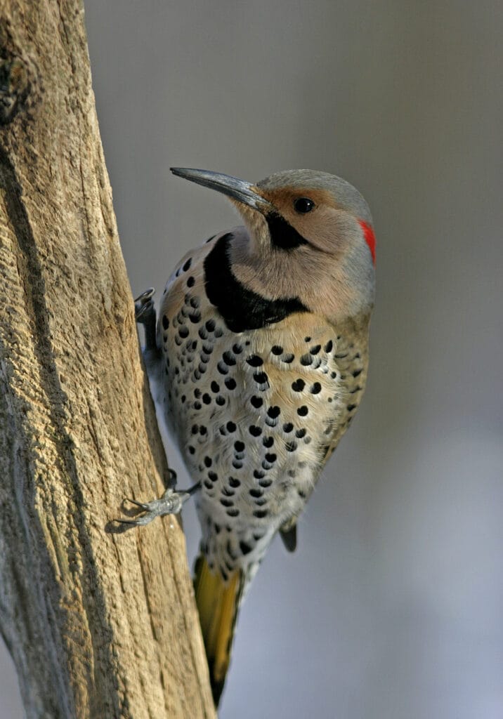 northern flicker woodpecker
