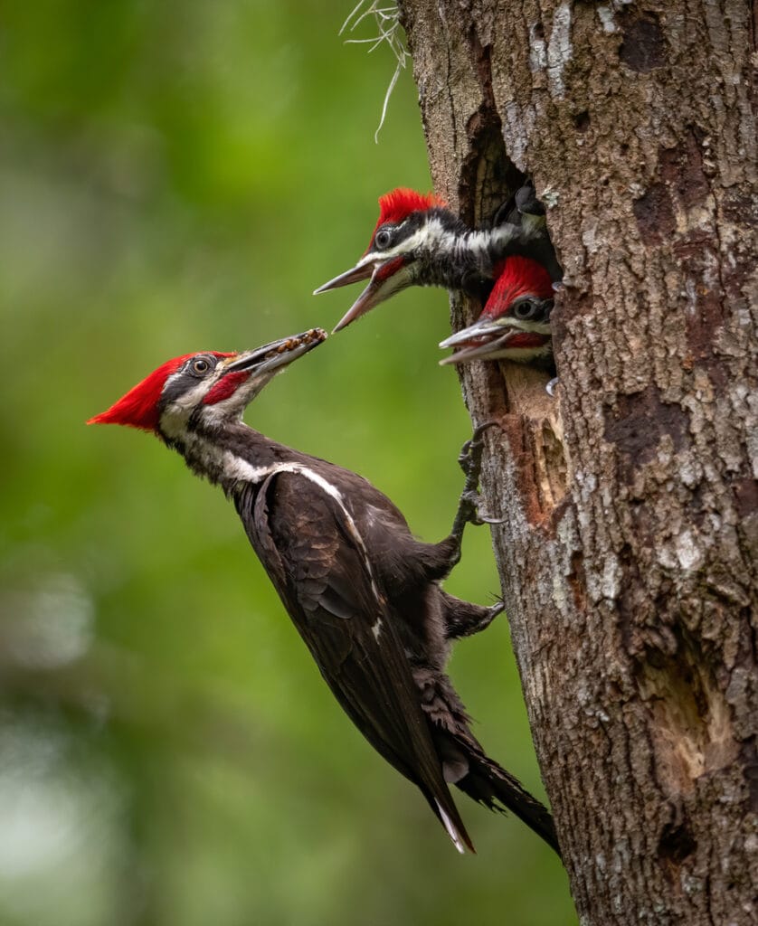 pileated woodpecker feeding young