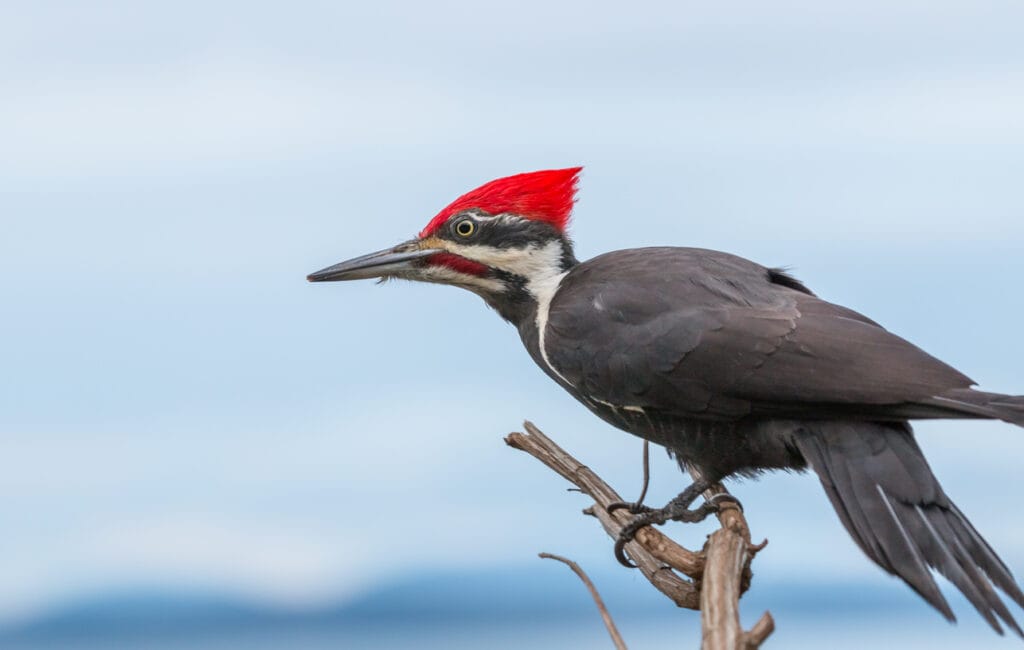 pileated woodpecker in north carolina