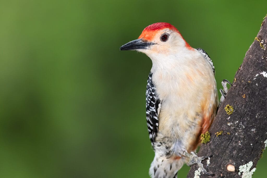 red bellied woodpecker close up