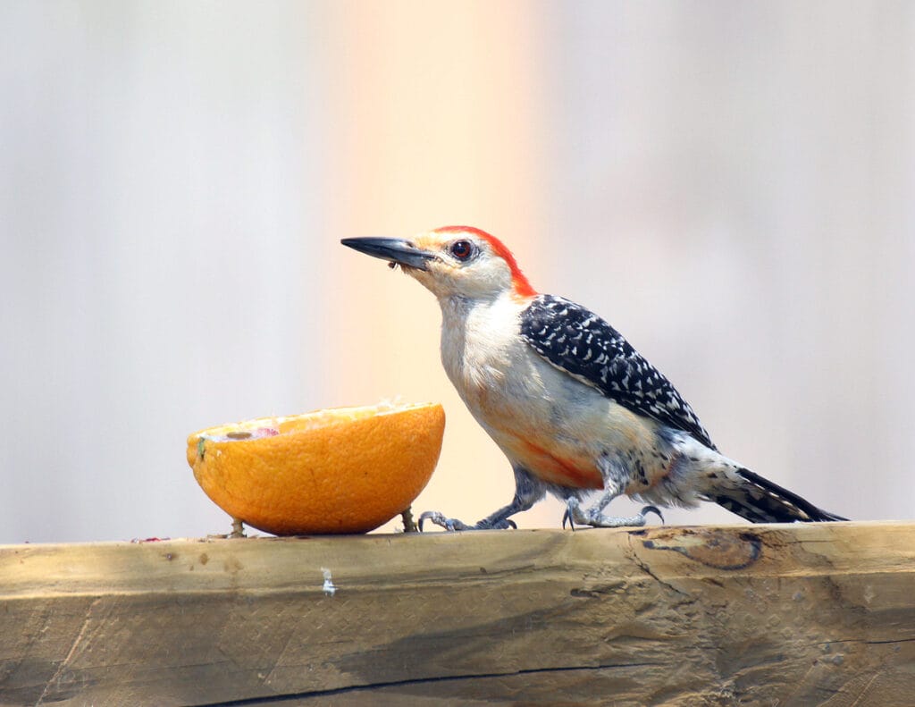red-bellied woodpecker eating