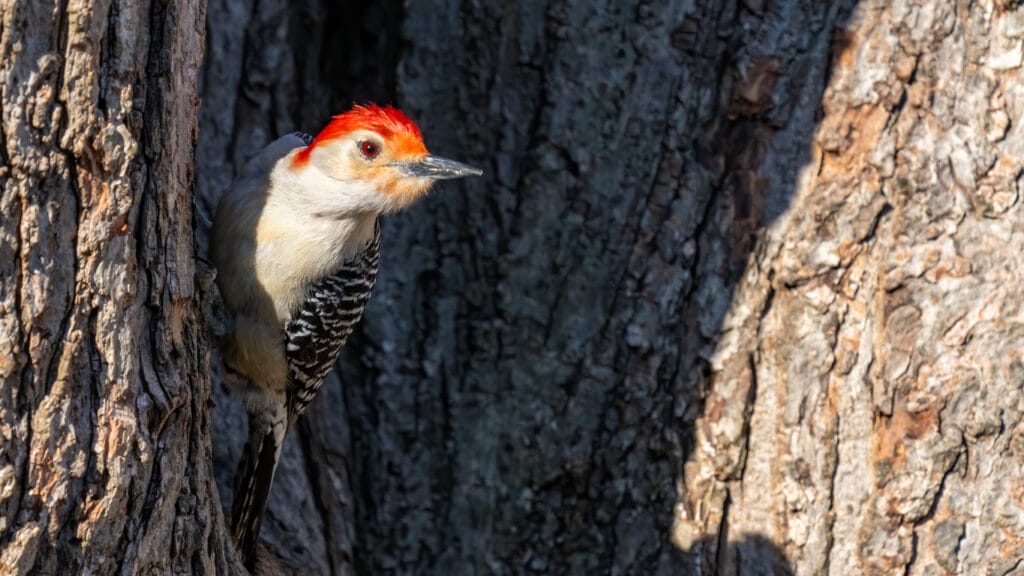 red bellied woodpecker perched